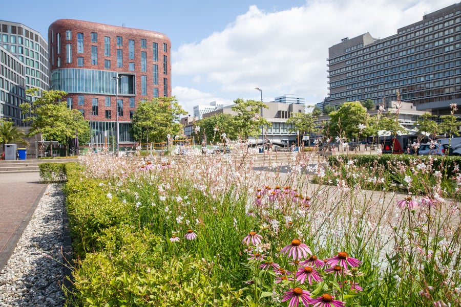 Vrije Universiteit Amsterdam